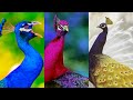 Most beautiful and rare peacocks in the world | never seen these peacocks (FHD1080p)