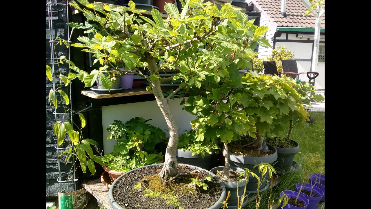 Bonsai Kastanie umtopfen YouTube