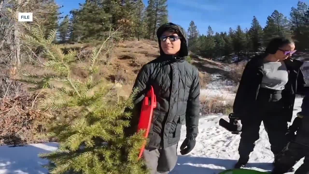 Families can cut down a Christmas tree in the Boise National Forest