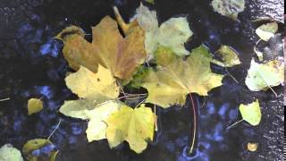 осенние листья в луже