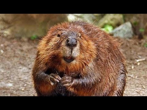 Video: Hoạt động mùa hè cho trẻ em: Thế giới nước Beaver