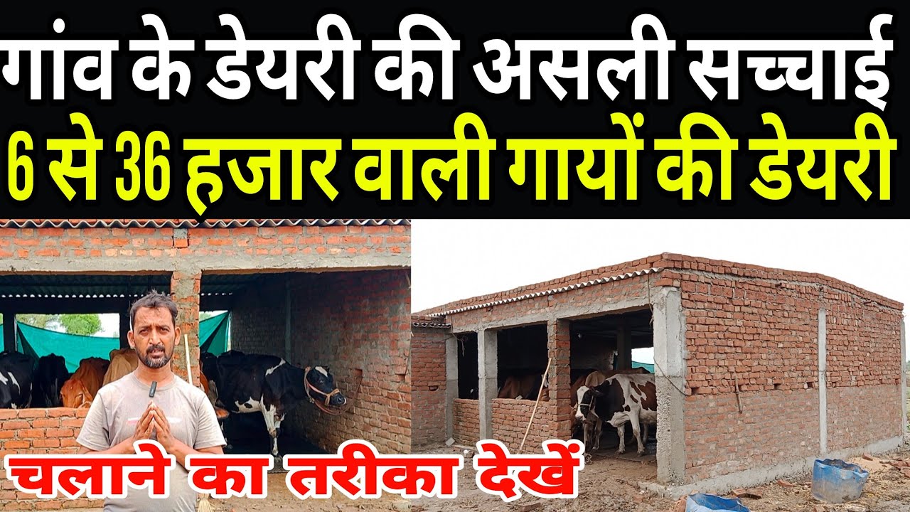 गांव में 6 से 36 हजार वाली गायों की डेयरी फार्म देखें/
