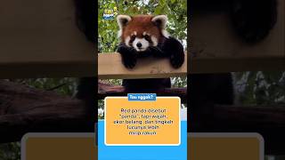 TAU NGGAK ? Red panda.#RedPanda #HewanImut #FaktaHewan #SatwaLiar #EdukasiSatwa