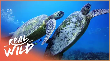 How Turtles Survive In The Wild (Wildlife Documentary) | Wild About