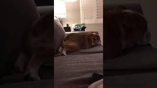 Dog Humps Toy 🤣🤣🤣