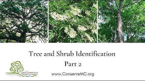 Tree and Shrub ID part 2