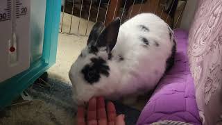 UnBun kisses, flop, more kisses, grooming and a death glare or two.