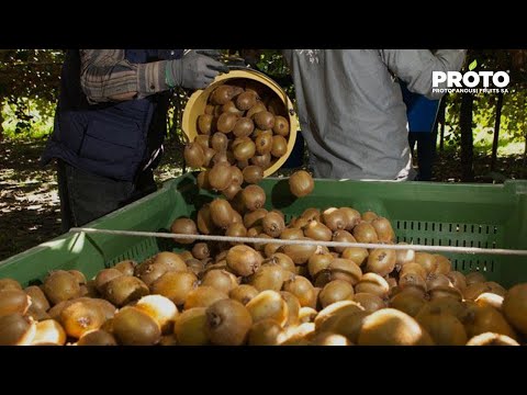 Video: Volledige Chemische Samenstelling Van Kiwi