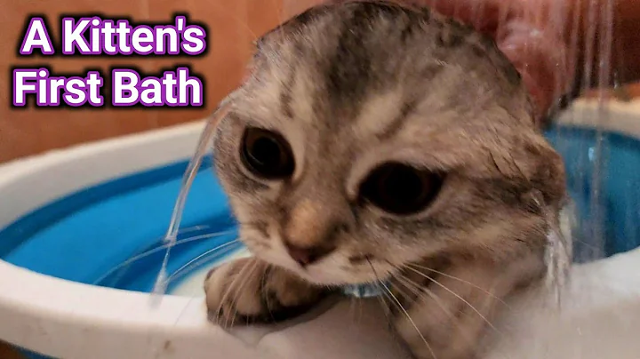 Watch the video about Kitten enjoys first bath❗️ A Kitten's First Bath #meow