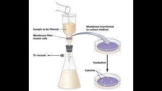 التحاليل الميكروبيولوجية للمياه- الحلقة السابعة عشر- طريقة الترسيح الغشائي