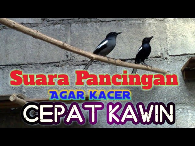 Pancingan suara menaikan birahi kacer agar cepat kawin. class=