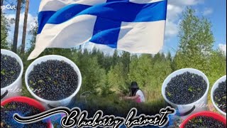 HAPPIEST COUNTRY WILD BLUEBERRIES HARVEST🇫🇮🫐
