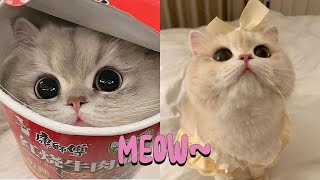 8 minutes of Cute and funny kitten competition #1 | Kitty Cat |8분간의 귀엽고 재미있는 새끼 고양이 대회 #shorts