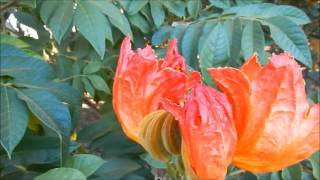 ESPATODEA - (Spathodea campanulata)