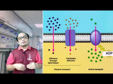 3.2 PERGERAKAN BAHAN MERENTAS #MEMBRANPLASMA (BIOLOGI KSSM F4)