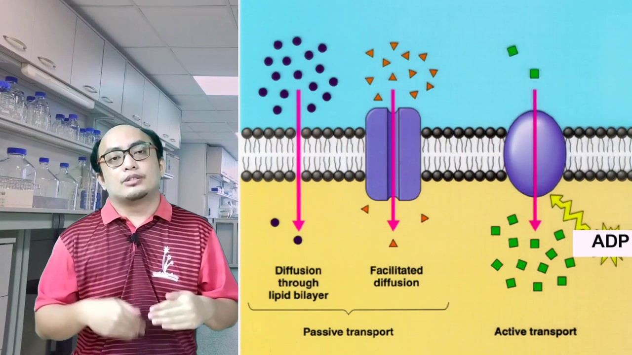 3.2 PERGERAKAN BAHAN MERENTAS #MEMBRANPLASMA (BIOLOGI KSSM F4)