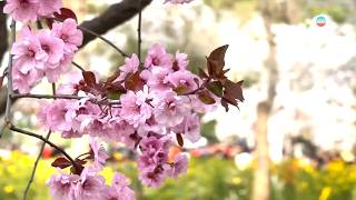 香港无线｜两岸新闻｜2026年4月11日｜两岸｜北京玉渊潭公园樱花树一粉一白感受「人间四月天」