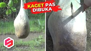 Cara Olah Kulit Manggis Untuk Atasi Diabetes