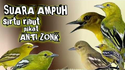 suara pikat burung sirtu/cipoh ribut paling ampuh lengket parah anti zonk || pikat ampuh sirtu/cipoh
