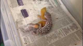 Gecko Porn