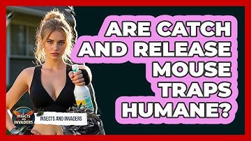 Are Catch And Release Mouse Traps Humane? - Insects and Invaders