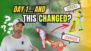 Golden Retriever Puppy Training – Stop Pulling & Jumping (Day 1 Transformation)