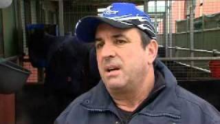 Memsie Preview   Flemington Trainers