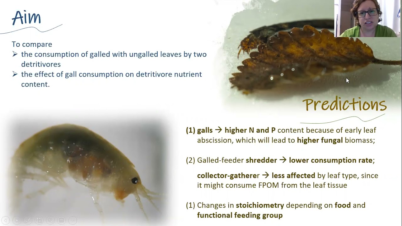 CROSS-ECOSYSTEM SUBSIDES: INFECTED FOREST AS RESOURCES FOR AQUATIC DETRITIVORES