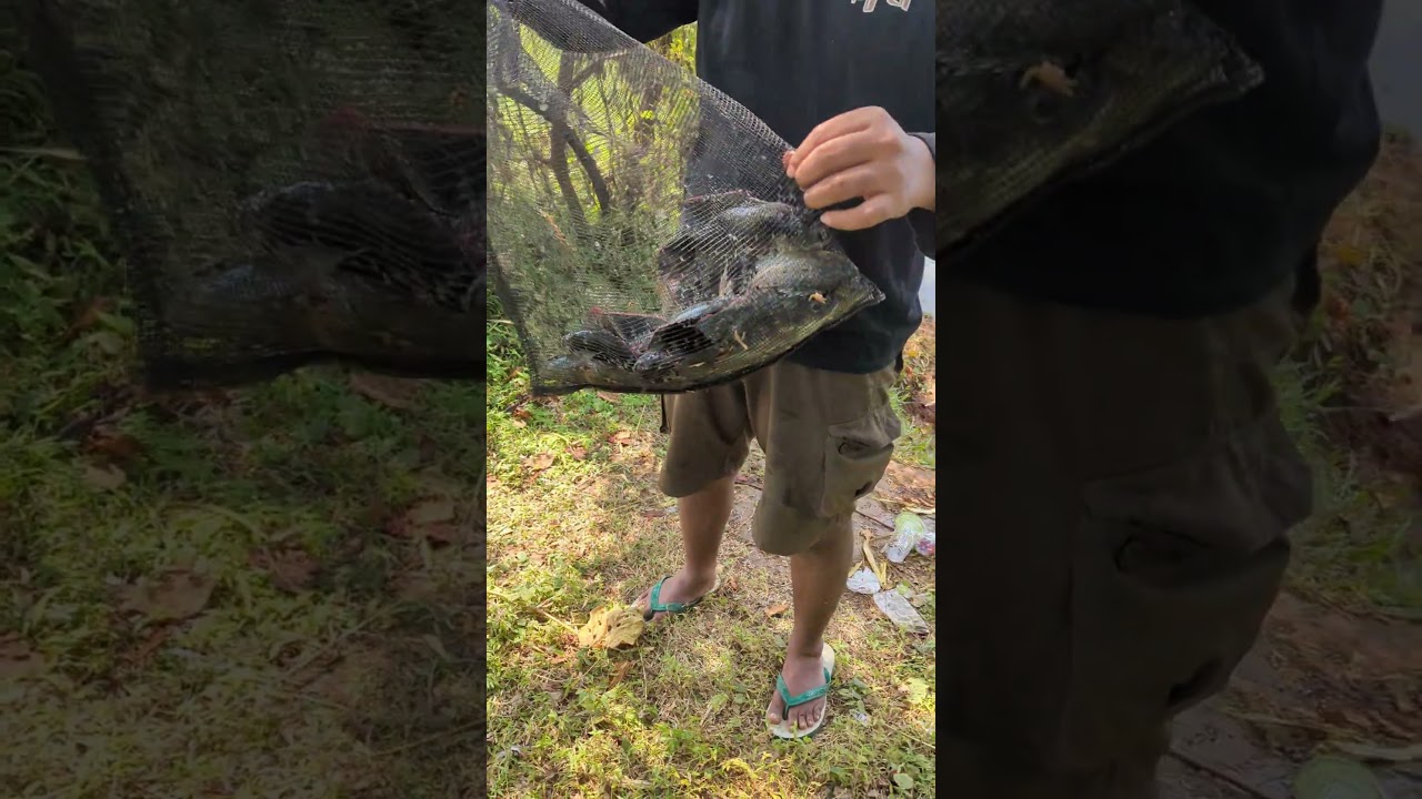 mancing nila dan mujair #fyp #shorts