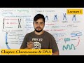 Chromosome structure shape composition and organization  lecture 1