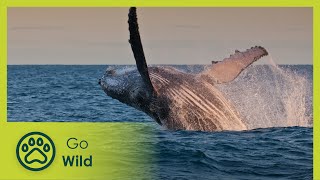 Paradise Coast - Brazil: A Natural History 4/5 - Go Wild