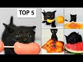 Top 5  chaton mangeant de lasmr