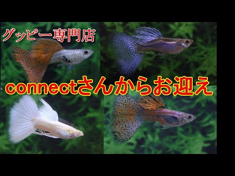 グッピー❗️ hqdefault.jpg