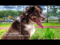 4 Year Old Mini Aussie 4 Year Old Mini Aussie