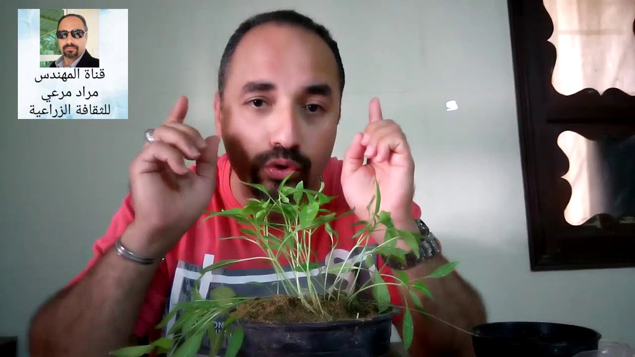 كيف تزرع فلفل وتحصل على ثمار جميلة وكثيرة   pepper حلقة 140