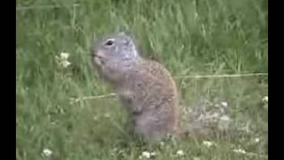 Stupid Gopher 1 Guide