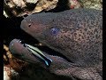 ГИГАНТСКАЯ МУРЕНА ПРОТИВ АКУЛЫ. Кто сильнее мурена или акула! Giant Moray eel vs shark!
