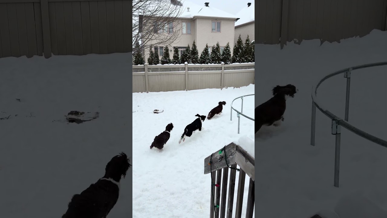 Щенки английского спрингер-спаниеля резвятся во дворе с мамой 