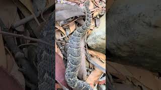 Small Snake Ate Something Huge