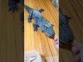 ご飯の合図に素直な5年前のレックス🐊