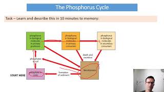 A Level Biology 5.3.4 Phosphorus Cycle