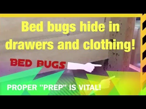 Bed Bugs Toronto Bed Bugs Hide In Drawers Too Youtube