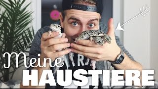 MEINE HAUSTIERE ♛ Julienco