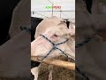 🎥🐄 Gran Campeona Holstein 2025