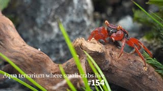 (Small stream view)Aqua terrarium where small crabs live