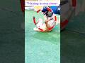 Dog Thought It Was real ... Until The Dog Reacted #funny #shorts #viral