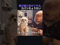 僕が誰か見せてやる。カバンちょうだい