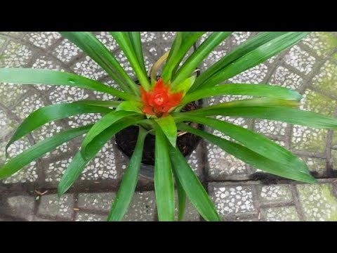 Video ????????Phát lộc hoa (30k) - Cây phong thủy - youtube