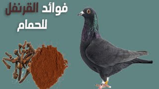 فوائد القرنفل الهامة التي يغفل عنها الكثير من مربي الحمام و طريقة استعمالها