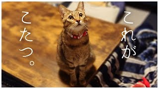 生まれて初めてのこたつに感動する猫！【ニトリのフラットヒーターこたつを開封するよ】